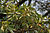 Saptaparni (Alstonia scholaris) leaves & fruit in Kolkata W IMG 3403.jpg